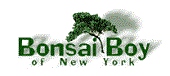 bonsai boys logo